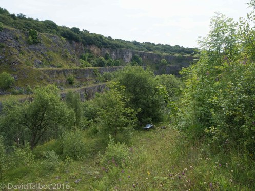 ncq4sf8keeajrxik7egdww_7966e6e5533929cd76e6998e5717250a_quarrywithtrees1k